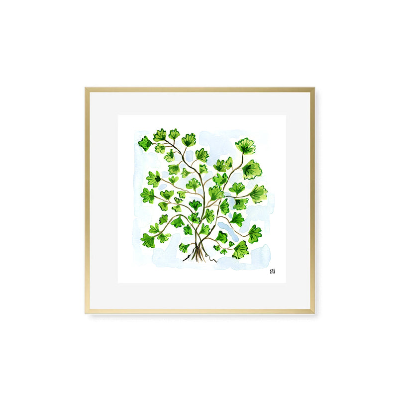 The "Maidenhair Fern No. 2" Fine Art Print
